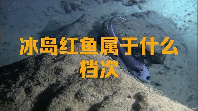 紅魚是什么檔次的魚【紅魚是什么檔次的魚，星河漫步,美國紅魚】