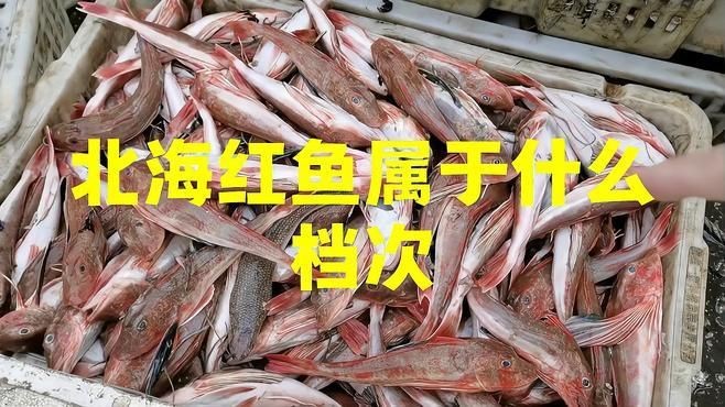 紅魚是什么檔次的魚【紅魚是什么檔次的魚，星河漫步,美國紅魚】