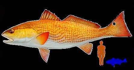 紅魚是什么檔次的魚【紅魚是什么檔次的魚，星河漫步,美國紅魚】