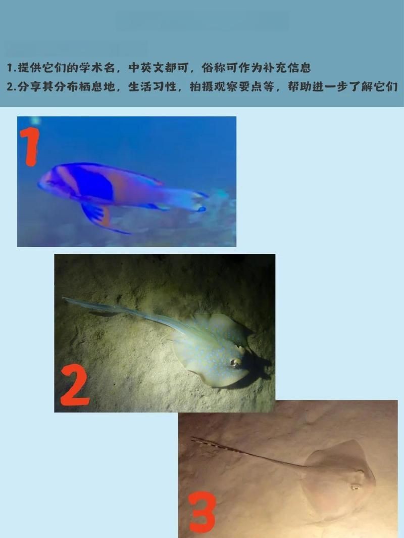 藍斑條尾魟是魔鬼魚嗎【科普中國，探秘藍斑條尾魟的神秘世界擺爛】 藍斑條尾魟是魔鬼魚嗎【科普中國，探秘藍斑條尾魟的神秘世界擺爛】 龍魚百科 第3張
