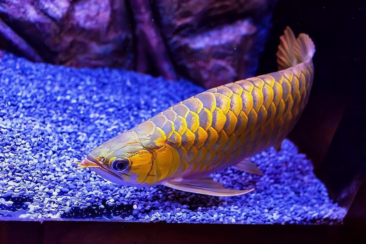 過(guò)背金龍魚(yú)和高背金龍魚(yú)怎樣區(qū)分圖片【淺談龍魚(yú)過(guò)背與高背】 龍魚(yú)論壇 第3張 過(guò)背金龍魚(yú)和高背金龍魚(yú)怎樣區(qū)分圖片【淺談龍魚(yú)過(guò)背與高背】 過(guò)背金龍魚(yú)和高背金龍魚(yú)怎樣區(qū)分圖片【淺談龍魚(yú)過(guò)背與高背】 龍魚(yú)論壇 第3張