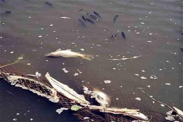大頭魚浮頭會影響生長嗎？【極客汐潮魚浮頭原因大揭秘，如何解決缺氧問題】