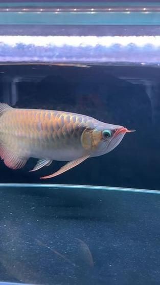 龍魚戰車體型圖解【《龍魚戰車體型圖解》】