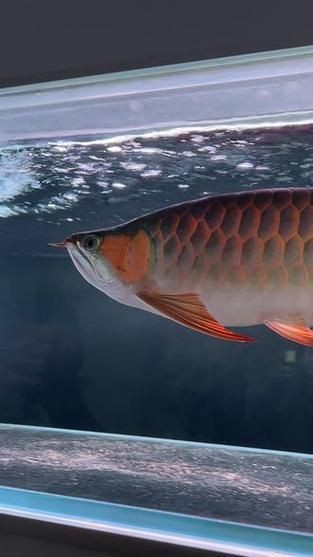 龍魚戰車體型圖解【《龍魚戰車體型圖解》】