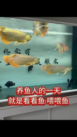 龍魚戰車體型圖解【《龍魚戰車體型圖解》】 龍魚戰車體型圖解【《龍魚戰車體型圖解》】 龍魚百科 第4張