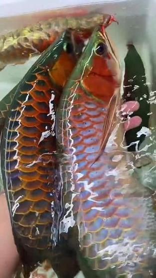 龍魚戰車體型圖解【《龍魚戰車體型圖解》】 龍魚戰車體型圖解【《龍魚戰車體型圖解》】 龍魚百科 第11張