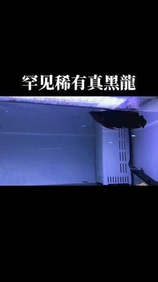 龍魚戰車體型圖解【《龍魚戰車體型圖解》】 龍魚戰車體型圖解【《龍魚戰車體型圖解》】 龍魚百科 第5張