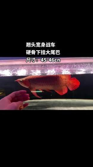 龍魚戰車體型圖解【《龍魚戰車體型圖解》】 龍魚戰車體型圖解【《龍魚戰車體型圖解》】 龍魚百科 第17張