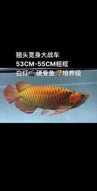 龍魚戰車體型圖解【《龍魚戰車體型圖解》】 龍魚戰車體型圖解【《龍魚戰車體型圖解》】 龍魚百科 第20張