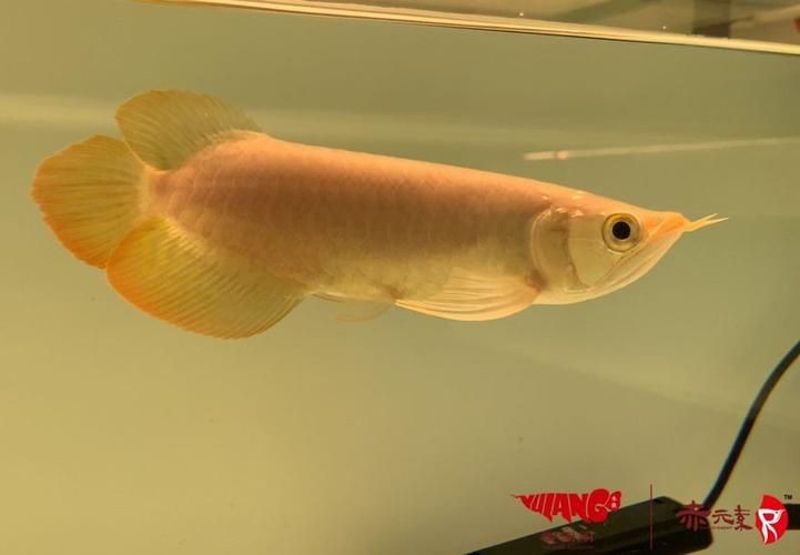 龍魚戰車體型圖解【《龍魚戰車體型圖解》】 龍魚戰車體型圖解【《龍魚戰車體型圖解》】 龍魚百科 第23張