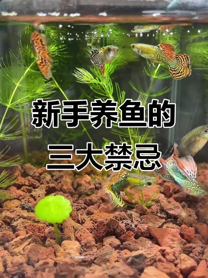 養(yǎng)魚有哪些禁忌事項(xiàng)【新手養(yǎng)魚必學(xué)的19條養(yǎng)魚技巧，養(yǎng)魚新手必學(xué)的19條養(yǎng)魚技巧】