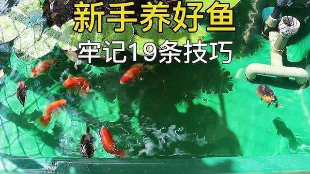 養(yǎng)魚有哪些禁忌事項(xiàng)【新手養(yǎng)魚必學(xué)的19條養(yǎng)魚技巧，養(yǎng)魚新手必學(xué)的19條養(yǎng)魚技巧】