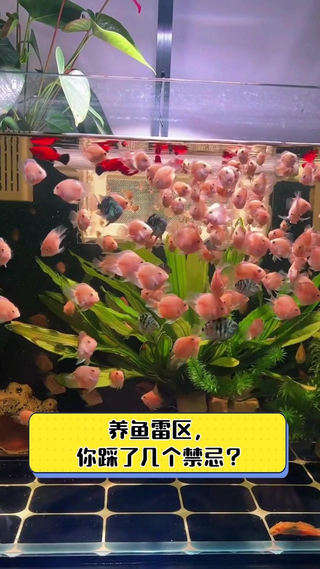 養(yǎng)魚有哪些禁忌事項(xiàng)【新手養(yǎng)魚必學(xué)的19條養(yǎng)魚技巧，養(yǎng)魚新手必學(xué)的19條養(yǎng)魚技巧】