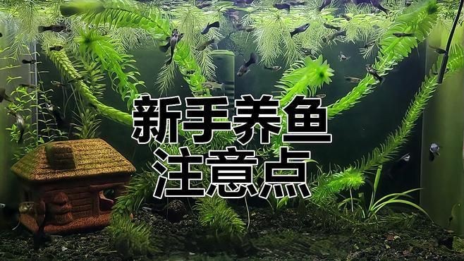 養(yǎng)魚有哪些禁忌事項(xiàng)【新手養(yǎng)魚必學(xué)的19條養(yǎng)魚技巧，養(yǎng)魚新手必學(xué)的19條養(yǎng)魚技巧】
