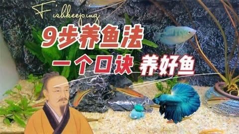 養(yǎng)魚有哪些禁忌事項(xiàng)【新手養(yǎng)魚必學(xué)的19條養(yǎng)魚技巧，養(yǎng)魚新手必學(xué)的19條養(yǎng)魚技巧】
