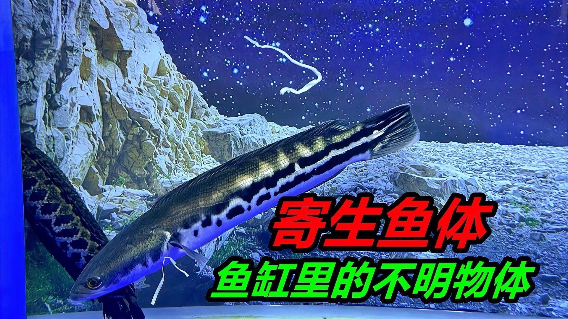 哪些魚更容易感染白色線蟲？【容易得白點的吊類排名,看看哪些最易感染】 哪些魚更容易感染白色線蟲？【容易得白點的吊類排名,看看哪些最易感染】 龍魚百科 第2張