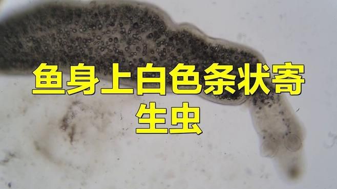 哪些魚更容易感染白色線蟲？【容易得白點的吊類排名,看看哪些最易感染】 哪些魚更容易感染白色線蟲？【容易得白點的吊類排名,看看哪些最易感染】 龍魚百科 第3張