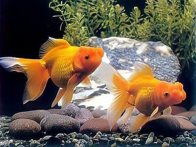 龍魚死亡后多久會忘記【龍魚死亡后“忘記”的問題，男子養(yǎng)3年的龍魚死亡含淚清蒸后笑了】
