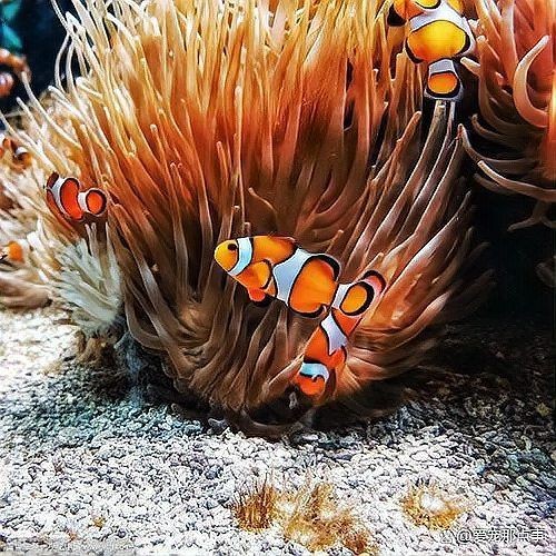 紅玫瑰魚為何盡量少吃【養生寶典開市紅玫瑰魚為何要盡量少吃紅玫瑰魚】 紅玫瑰魚為何盡量少吃【養生寶典開市紅玫瑰魚為何要盡量少吃紅玫瑰魚】 龍魚論壇 第2張