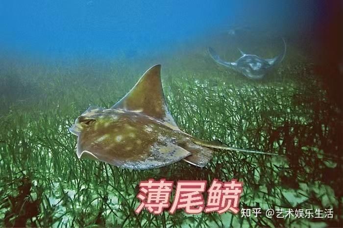 魟魚和蝠鲼的區(qū)別【澳大利亞小眾旅行攻略：[需手動(dòng)填充]魚和蝠鲼、魔鬼魚有什么區(qū)別】 魟魚和蝠鲼的區(qū)別【澳大利亞小眾旅行攻略：[需手動(dòng)填充]魚和蝠鲼、魔鬼魚有什么區(qū)別】 龍魚論壇 第17張