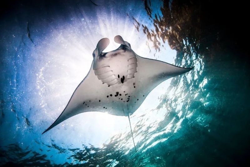 魟魚和蝠鲼的區(qū)別【澳大利亞小眾旅行攻略：[需手動(dòng)填充]魚和蝠鲼、魔鬼魚有什么區(qū)別】 魟魚和蝠鲼的區(qū)別【澳大利亞小眾旅行攻略：[需手動(dòng)填充]魚和蝠鲼、魔鬼魚有什么區(qū)別】 龍魚論壇 第15張