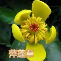 魟魚和蝠鲼的區(qū)別【澳大利亞小眾旅行攻略：[需手動(dòng)填充]魚和蝠鲼、魔鬼魚有什么區(qū)別】 魟魚和蝠鲼的區(qū)別【澳大利亞小眾旅行攻略：[需手動(dòng)填充]魚和蝠鲼、魔鬼魚有什么區(qū)別】 龍魚論壇 第18張