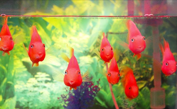 金魚飼料十大排名【《金魚飼料十大排名》】