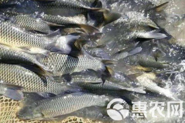 1斤草魚苗批發(fā)價格【1斤草魚苗批發(fā)價格多少錢一尾惠農網8至15尾一斤】