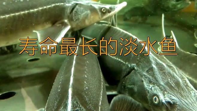 冷水魚壽命長的有幾種【冷水魚中壽命較長的種類，最長可達百年柚子不誘淡水魚壽命大揭秘】