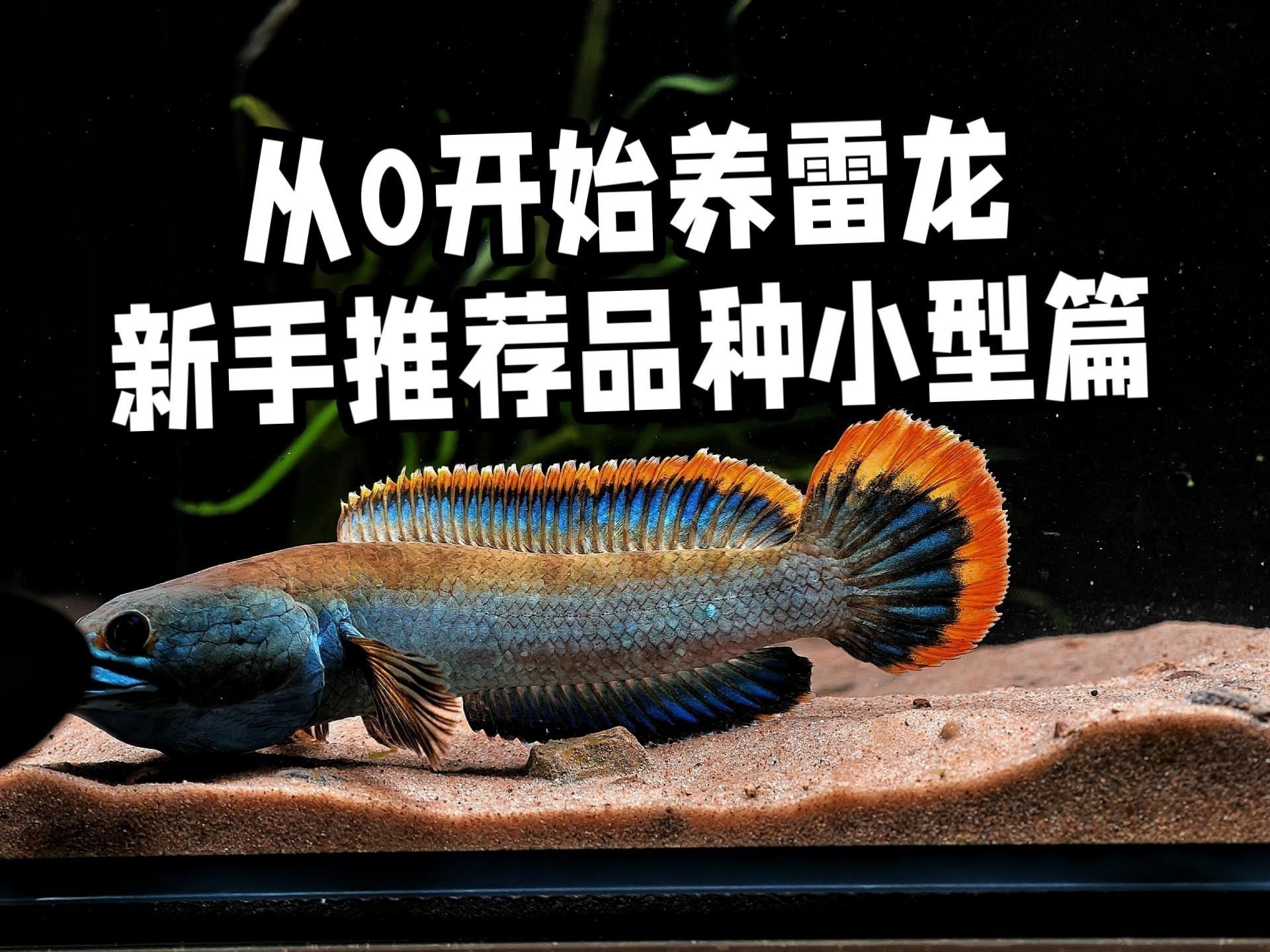 推薦幾款適合養鬼王雷龍魚的魚缸【新手怎么選擇小型雷龍魚】