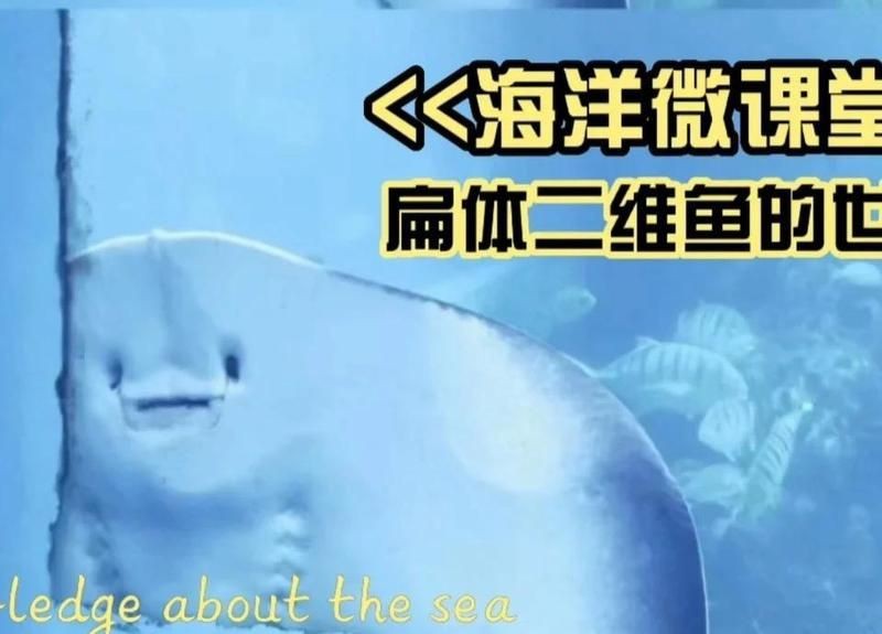 魟魚(yú)鰩魚(yú)【《神秘提的2,特別的2,鰩魚(yú)》】
