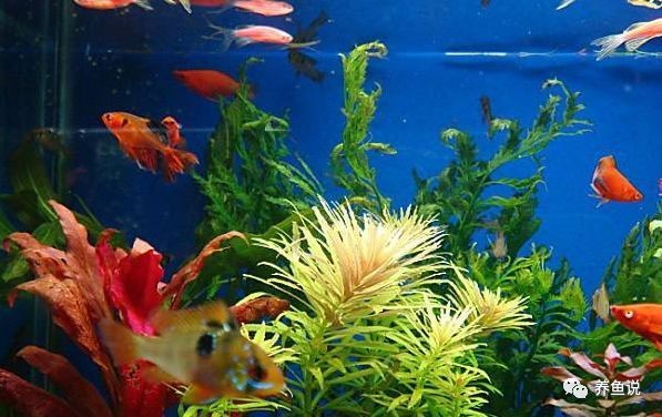 80cm寬魚缸一般養多久【80cm寬魚缸的養殖時長受多種因素影響】