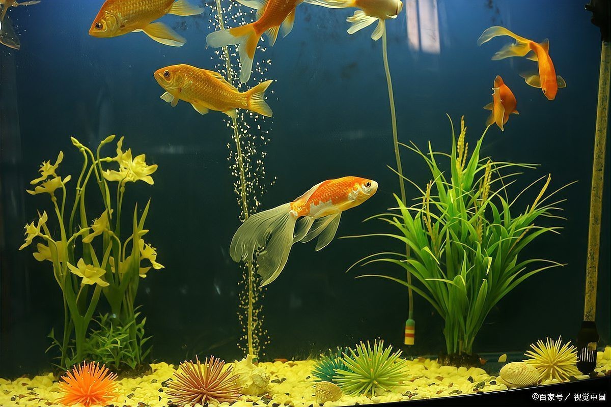 80cm寬魚缸一般養多久【80cm寬魚缸的養殖時長受多種因素影響】