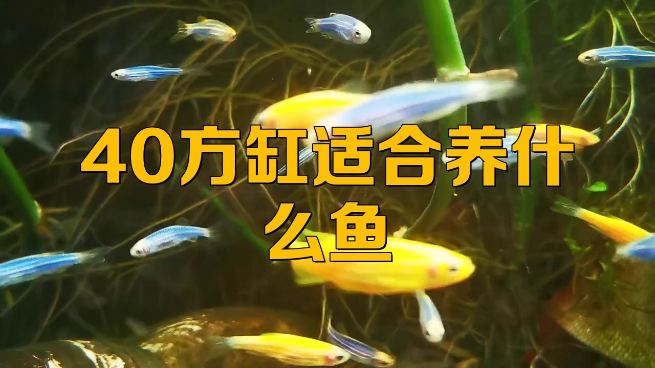 40方缸養什么魚最漂亮【40方缸適合養什么魚】 40方缸養什么魚最漂亮【40方缸適合養什么魚】 龍魚論壇 第1張