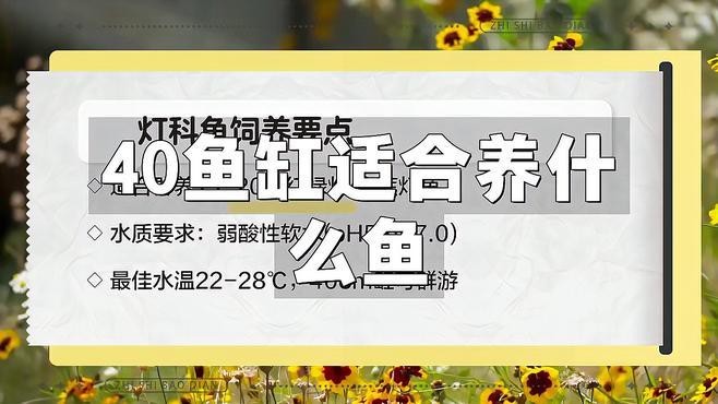 40方缸養什么魚最漂亮【40方缸適合養什么魚】 40方缸養什么魚最漂亮【40方缸適合養什么魚】 龍魚論壇 第3張