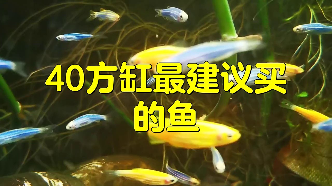 40方缸養什么魚最漂亮【40方缸適合養什么魚】 40方缸養什么魚最漂亮【40方缸適合養什么魚】 龍魚論壇 第4張