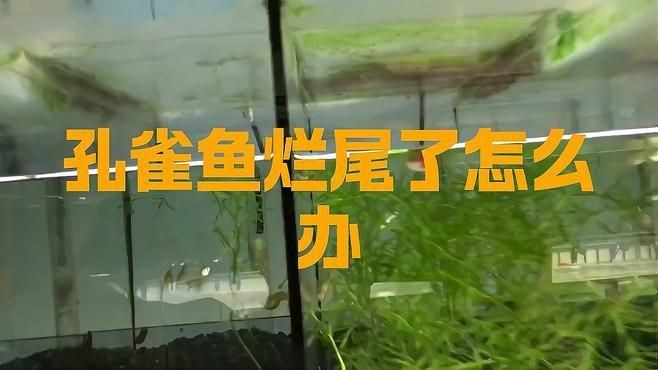 能詳細說說如何治療魚爛尾嗎？ 能詳細說說如何治療魚爛尾嗎？ 龍魚百科 第5張