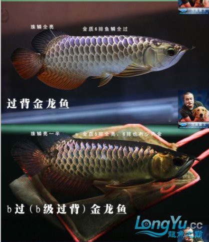金龍魚過背和b過區別【金龍魚過背和b過的區別】