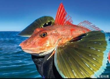 紅頭魚的學名【如何區分紅頭魚的不同種類】 紅頭魚的學名【如何區分紅頭魚的不同種類】 龍魚論壇 第5張
