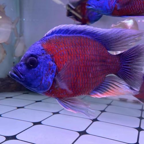 藍面財神魚公母區別圖【養魚老道，魚怎么分辨公母揭秘水下世界的性別奧秘！】