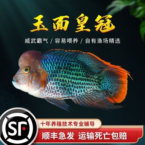 藍(lán)面財(cái)神魚公母區(qū)別圖【養(yǎng)魚老道，魚怎么分辨公母揭秘水下世界的性別奧秘！】