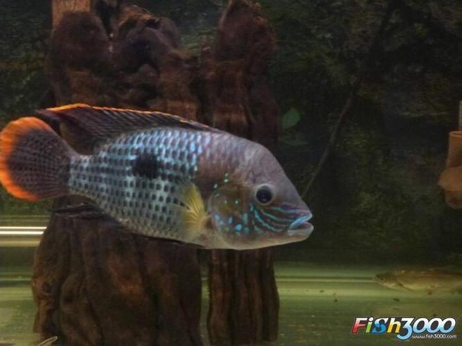 藍(lán)面財(cái)神魚公母區(qū)別圖【養(yǎng)魚老道，魚怎么分辨公母揭秘水下世界的性別奧秘！】