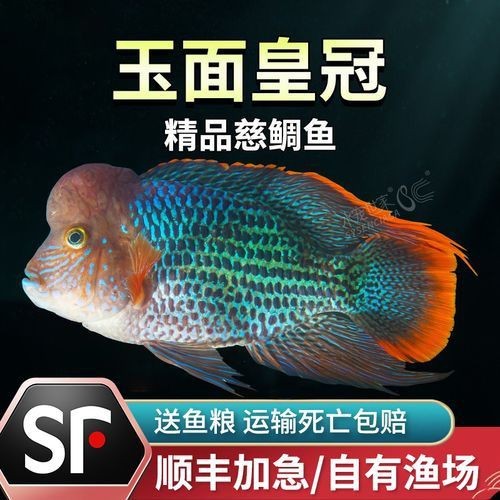 藍(lán)面財(cái)神魚公母區(qū)別圖【養(yǎng)魚老道，魚怎么分辨公母揭秘水下世界的性別奧秘！】