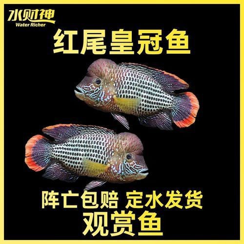 藍(lán)面財(cái)神魚公母區(qū)別圖【養(yǎng)魚老道，魚怎么分辨公母揭秘水下世界的性別奧秘！】