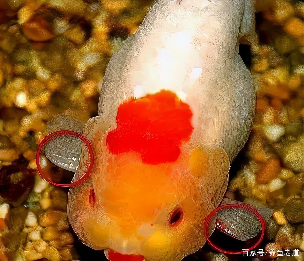 藍(lán)面財(cái)神魚公母區(qū)別圖【養(yǎng)魚老道，魚怎么分辨公母揭秘水下世界的性別奧秘！】