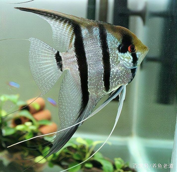 藍(lán)面財(cái)神魚公母區(qū)別圖【養(yǎng)魚老道，魚怎么分辨公母揭秘水下世界的性別奧秘！】