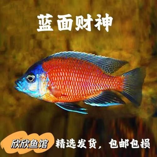 藍(lán)面財(cái)神魚公母區(qū)別圖【養(yǎng)魚老道，魚怎么分辨公母揭秘水下世界的性別奧秘！】