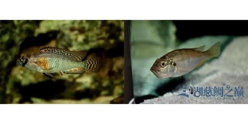 藍(lán)面財(cái)神魚公母區(qū)別圖【養(yǎng)魚老道，魚怎么分辨公母揭秘水下世界的性別奧秘！】