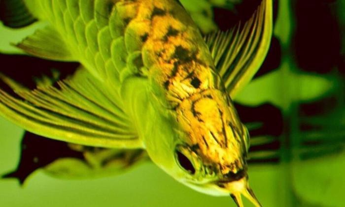 金龍魚多久喂一次食合適？【金龍魚多久喂一次比較好】