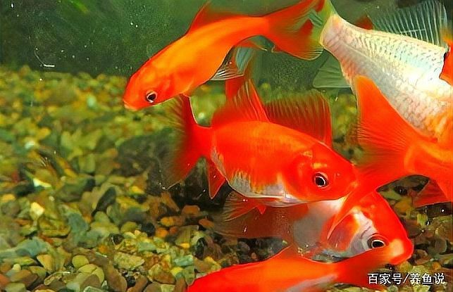 過背金魚最害怕三個東西【背金魚作為觀賞魚對環(huán)境要求高錳酸鉀有三個主要因素】 過背金魚最害怕三個東西【背金魚作為觀賞魚對環(huán)境要求高錳酸鉀有三個主要因素】 龍魚論壇 第4張